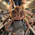Extra-large frozen king crab, crab legs.